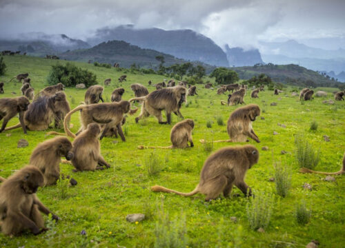 Simien Mountain Trekking – 5 Days