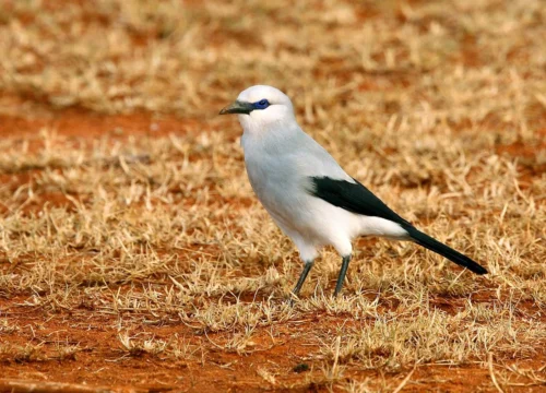 Ethiopian Birding Tours - 7 Days