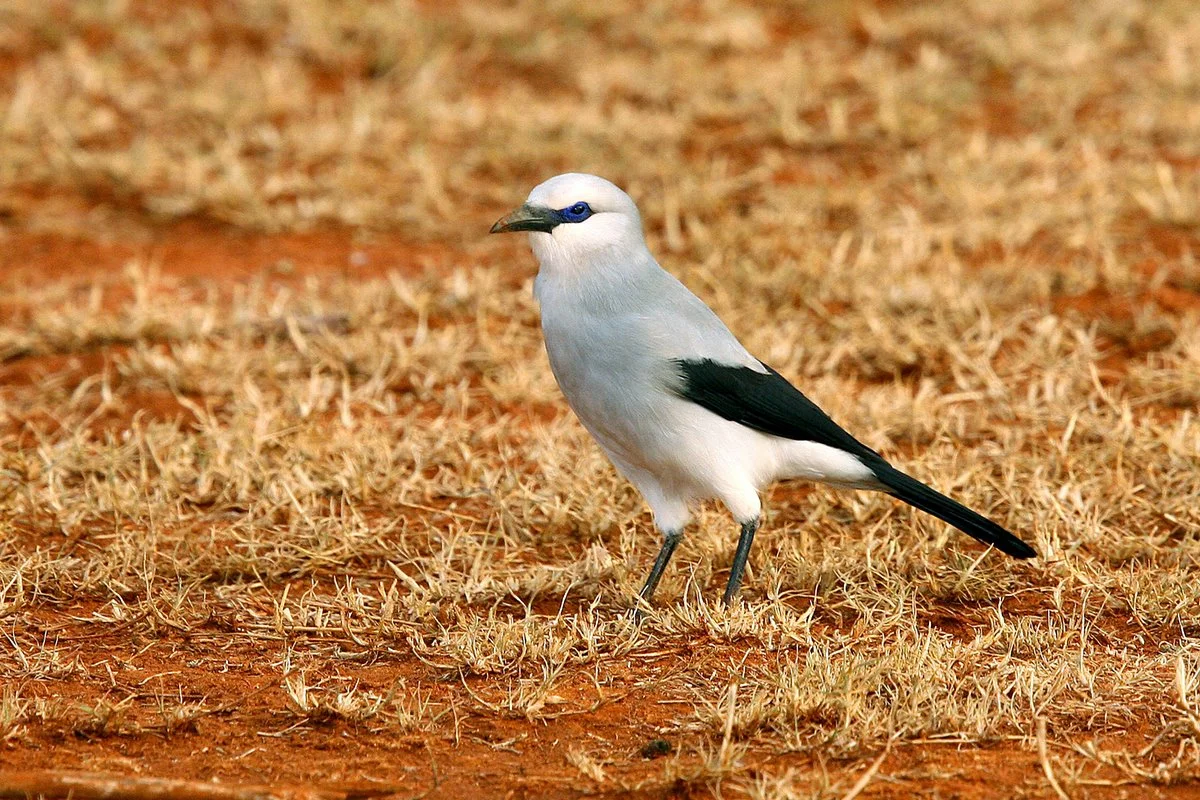 Ethiopian Birding Tours - 7 Days